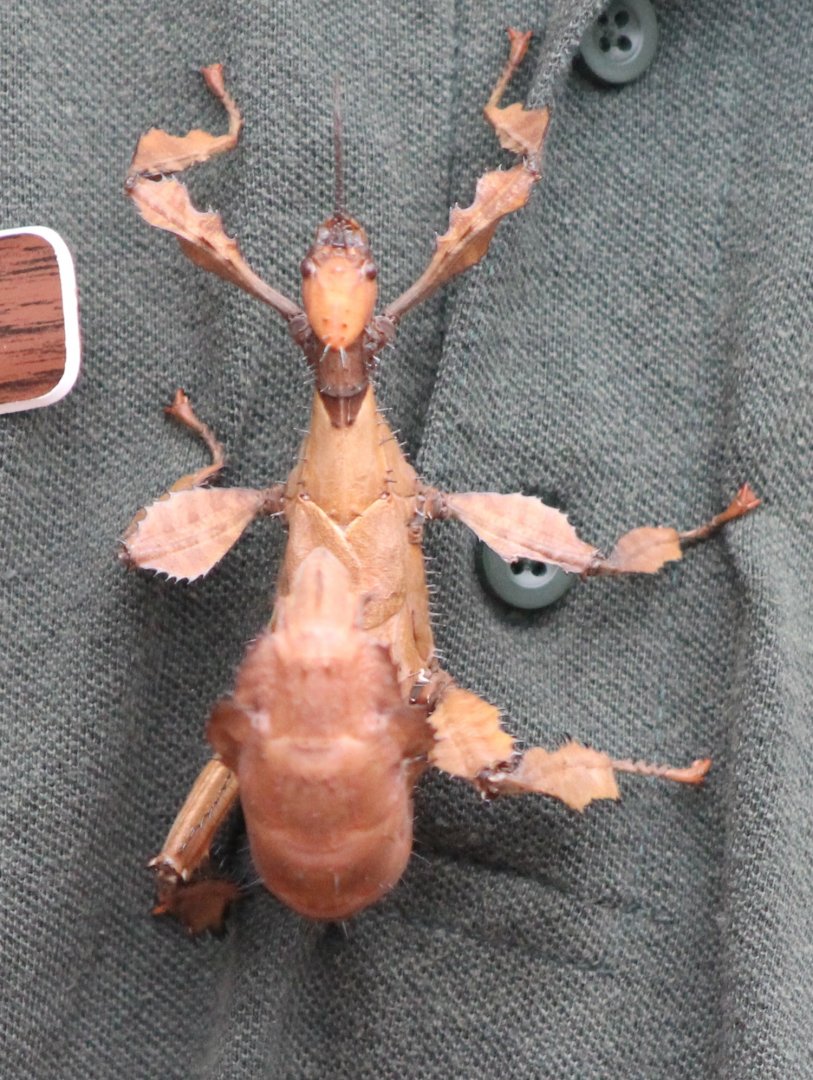Extatosoma tiaratum