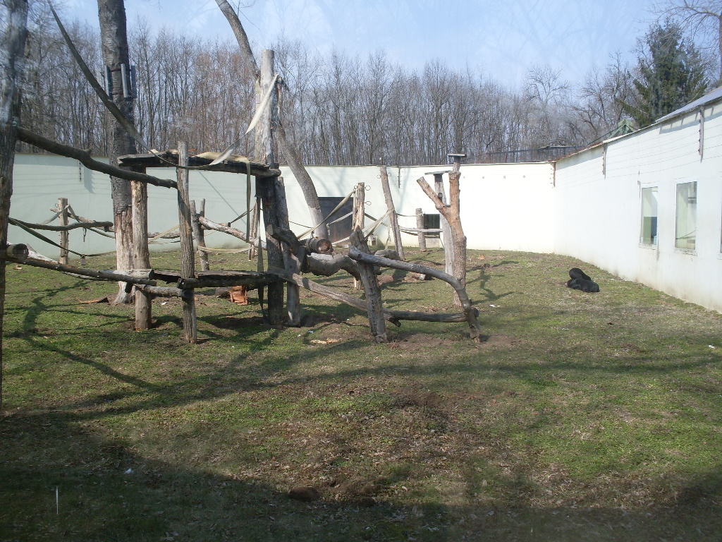 Extemporal malayan sun bear outdoor exhibit