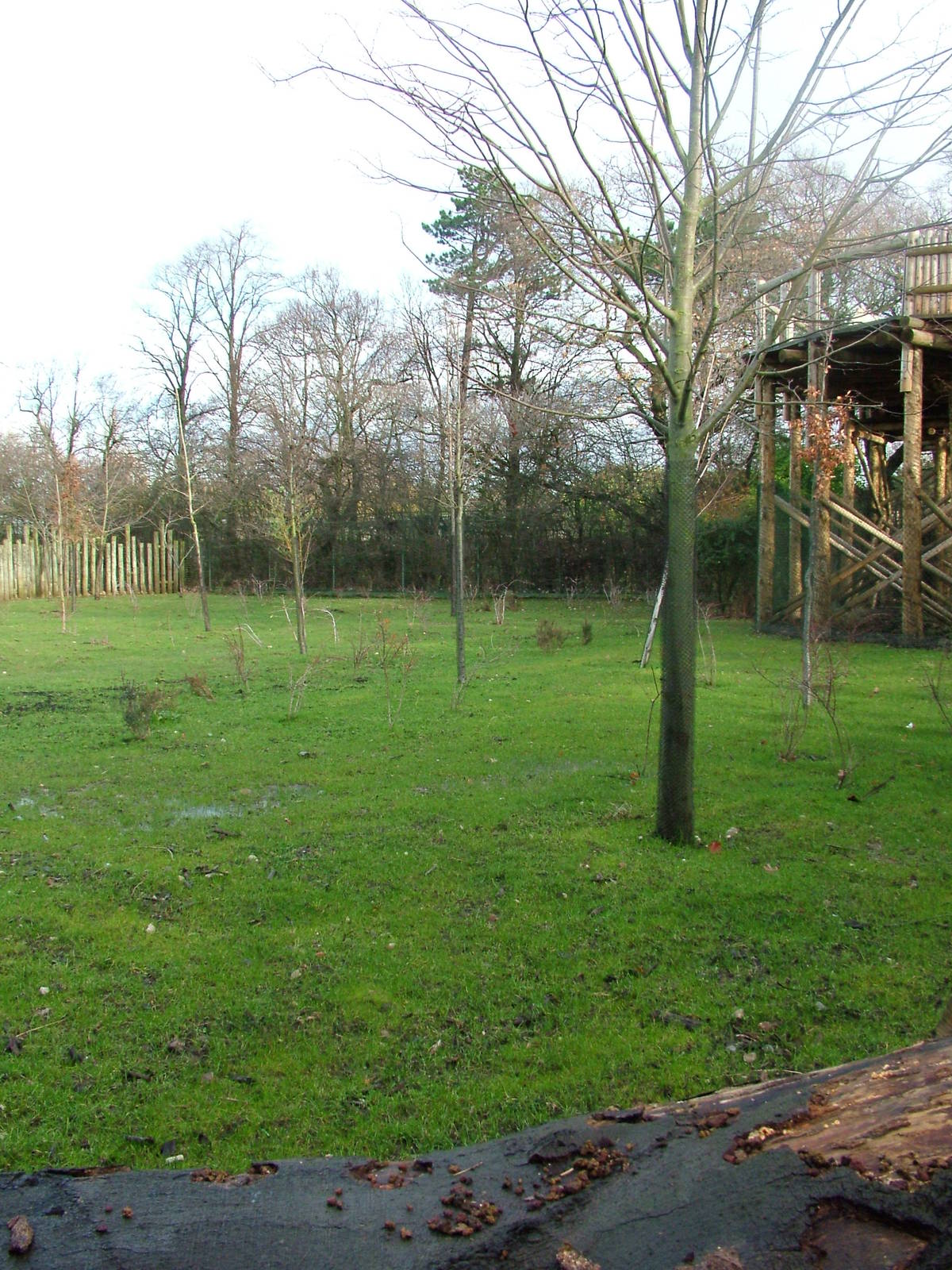 Extended Philippine Spotted Deer exhibit at Chester 06/12/09