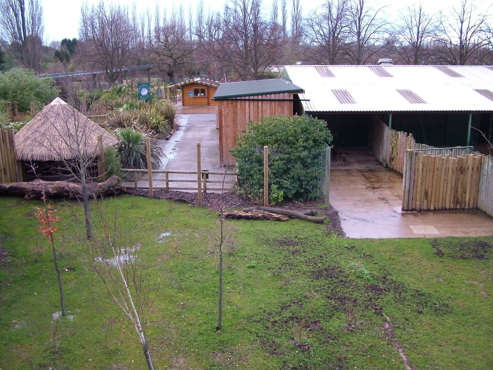 Extended Philippine Spotted Deer exhibit at Chester 06/12/09