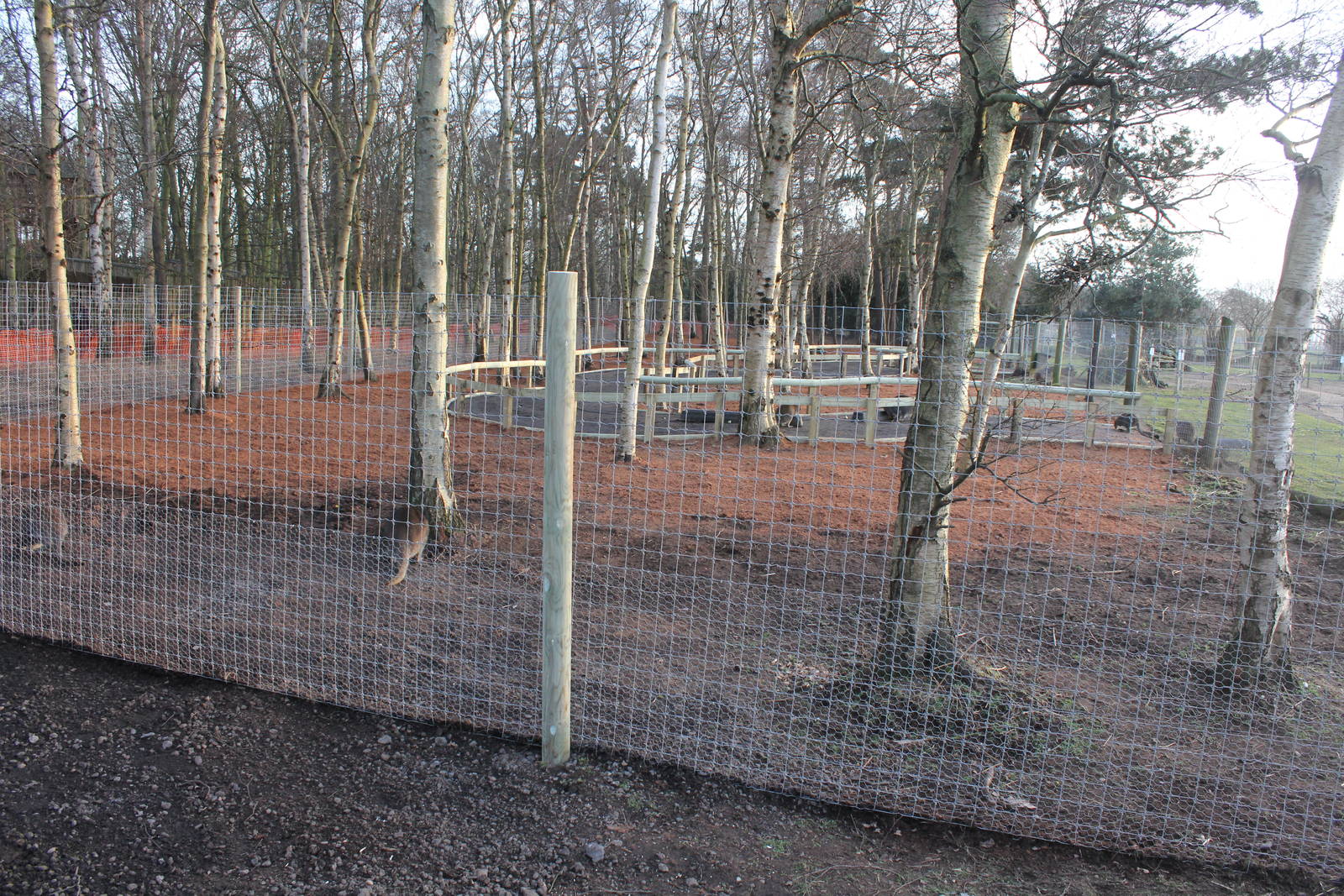 Extended Wallaby enclosure 24-1-15