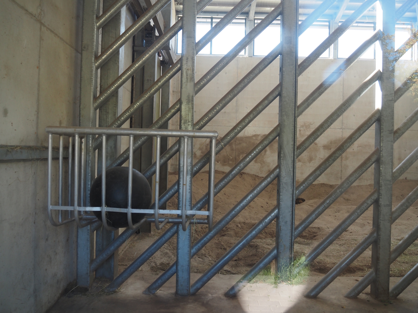 Extension of Asian elephant house - Bull stable, 2025-08-24