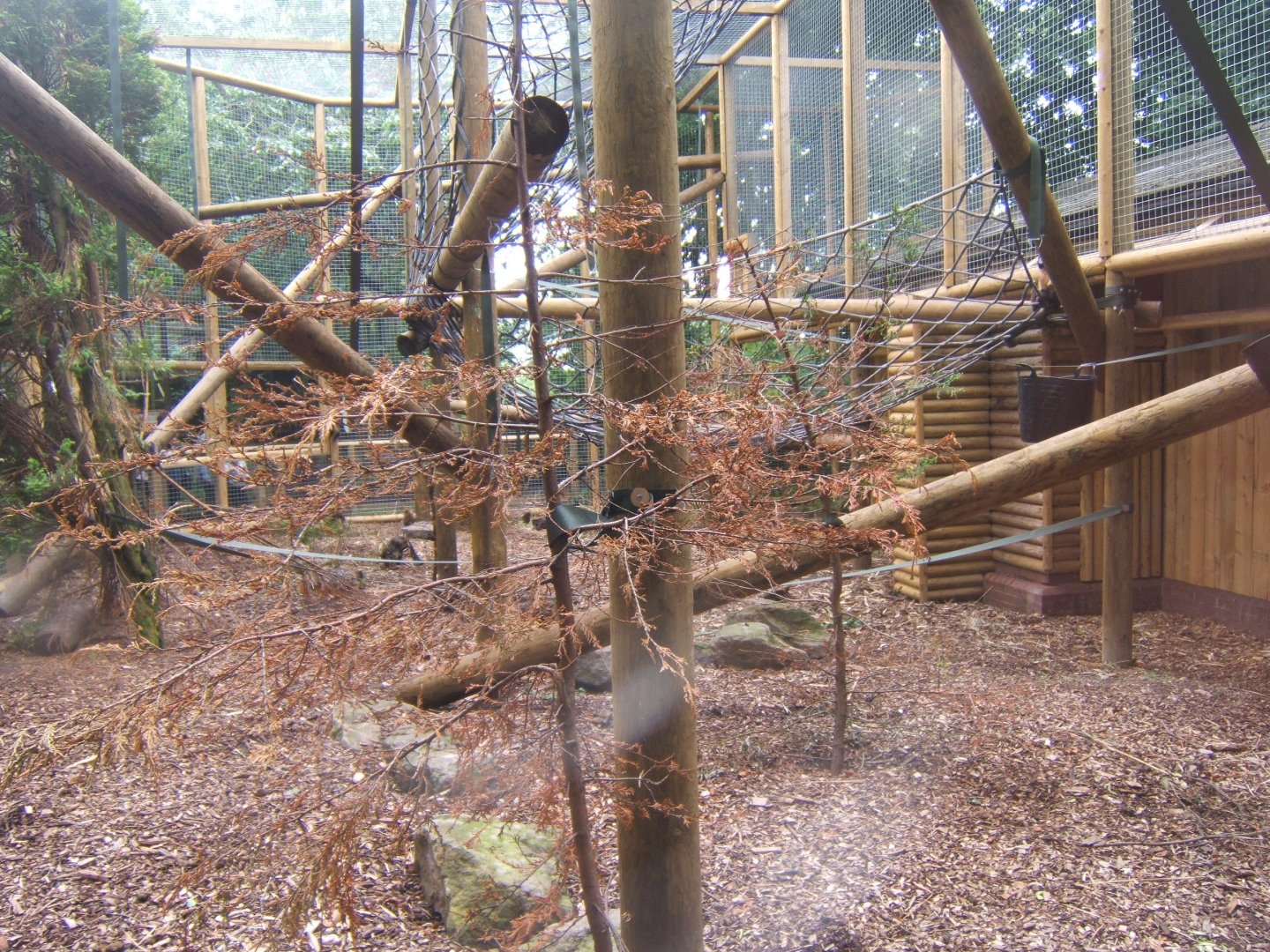 Extension to Buffy-headed Capuchin enclosure 29/07/2017