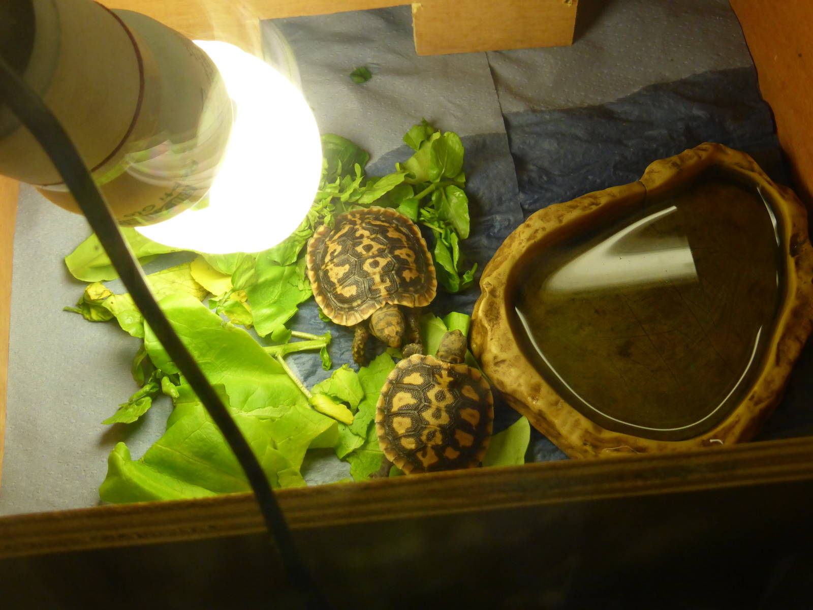 Extension to Interactive Zone