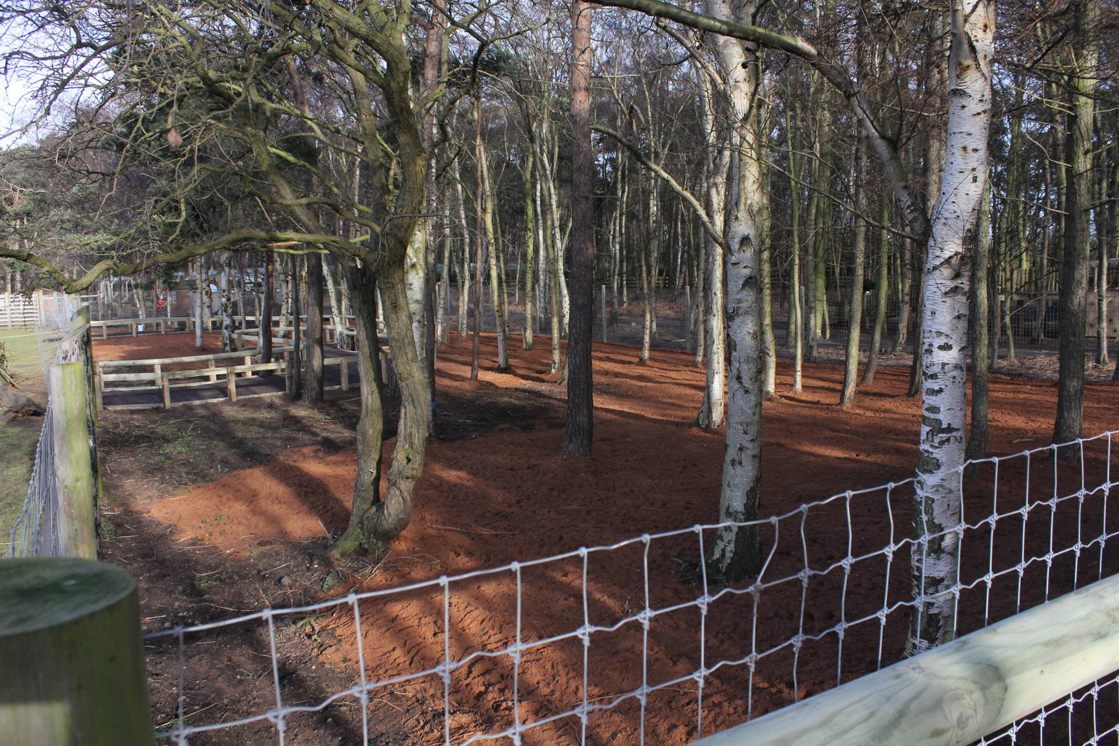 Extension to Wallaby enclosure 25-1-15