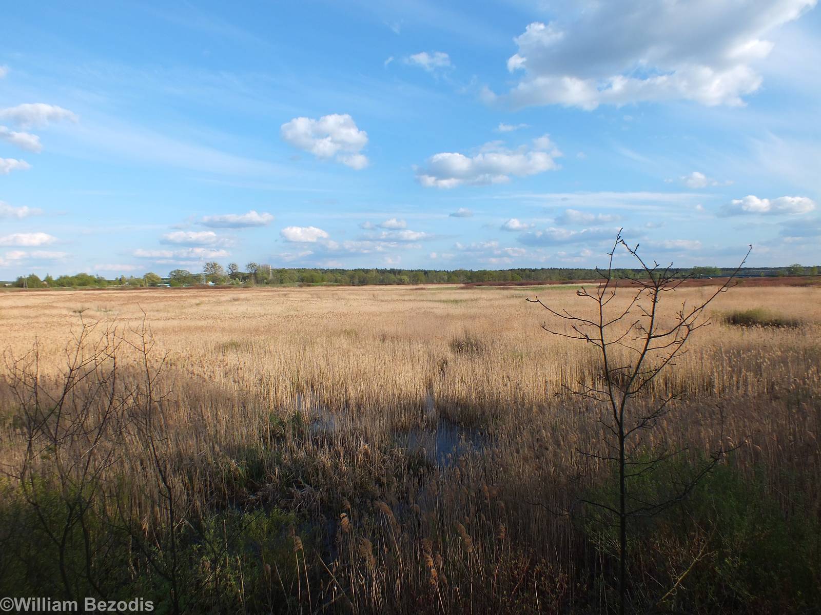 Extensive Areas of Reeds- Biebrza Marshes
