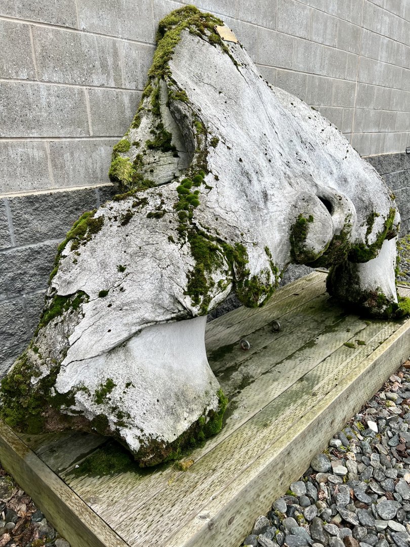 Exterior Bowhead Whale display