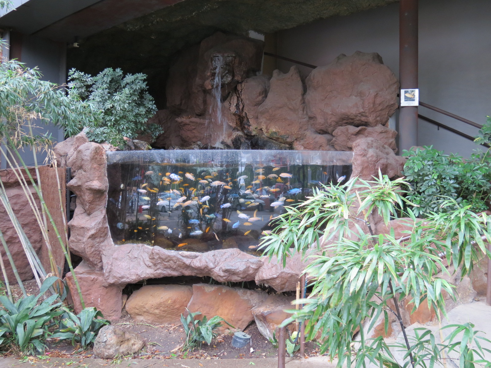 Exterior - Lake Malawi Cichlids Exhibit