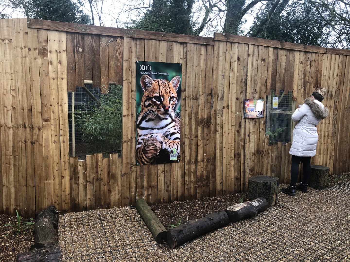 Exterior of new Ocelot exhibit 03/01/22