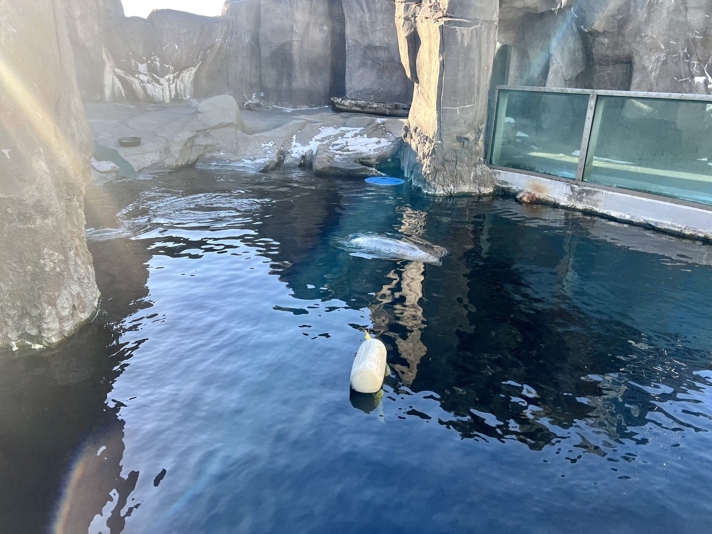 Exterior Surface Viewing of Spotted, Harbor, and Ringed Seals