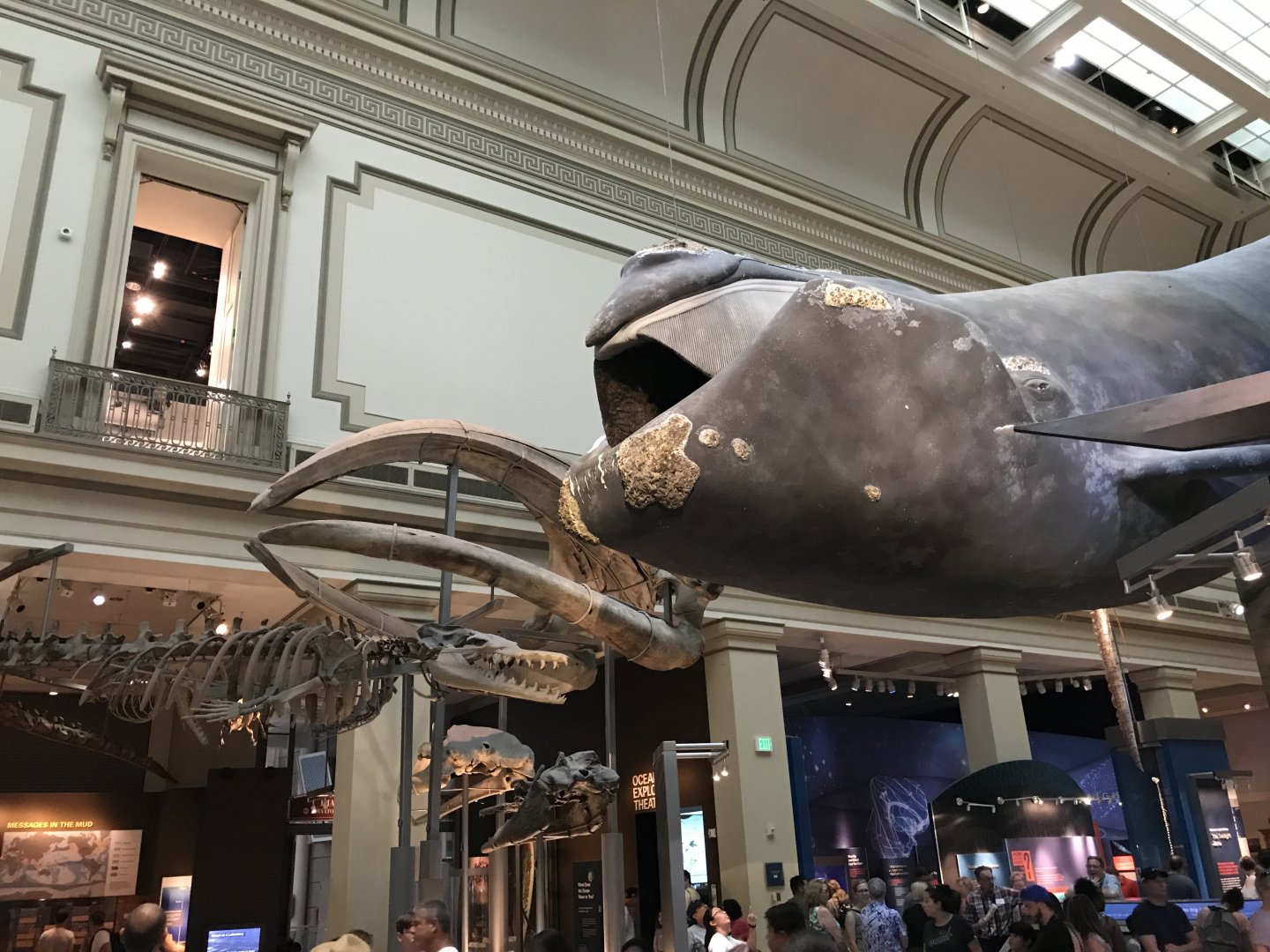 Extinct and Extant Whales