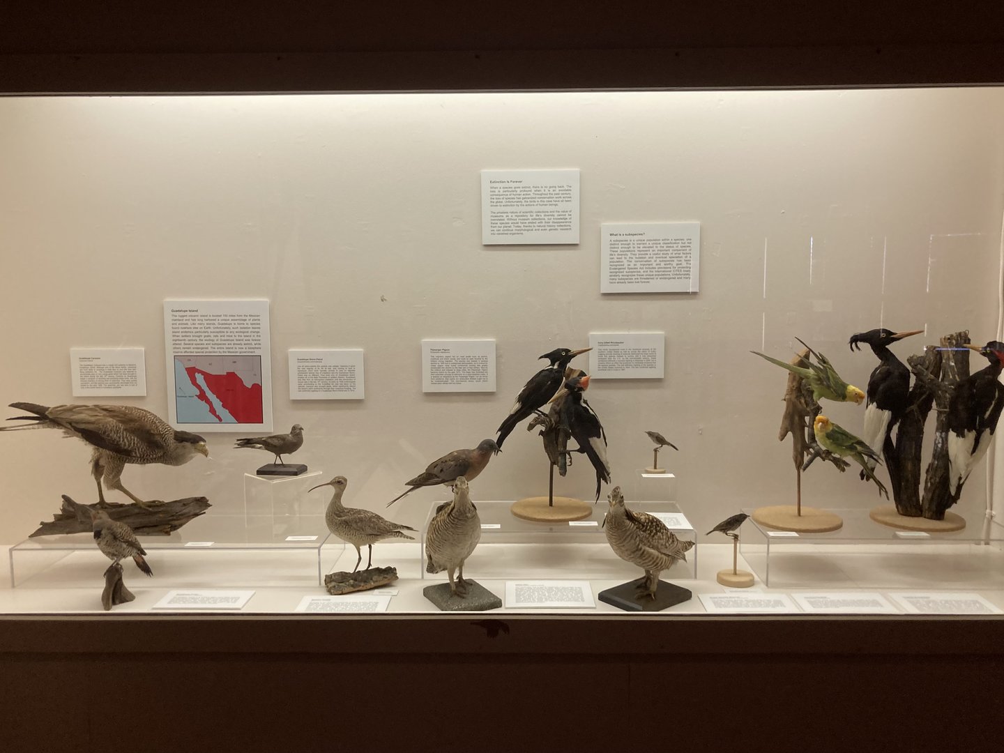 Extinct Bird Taxidermy Display