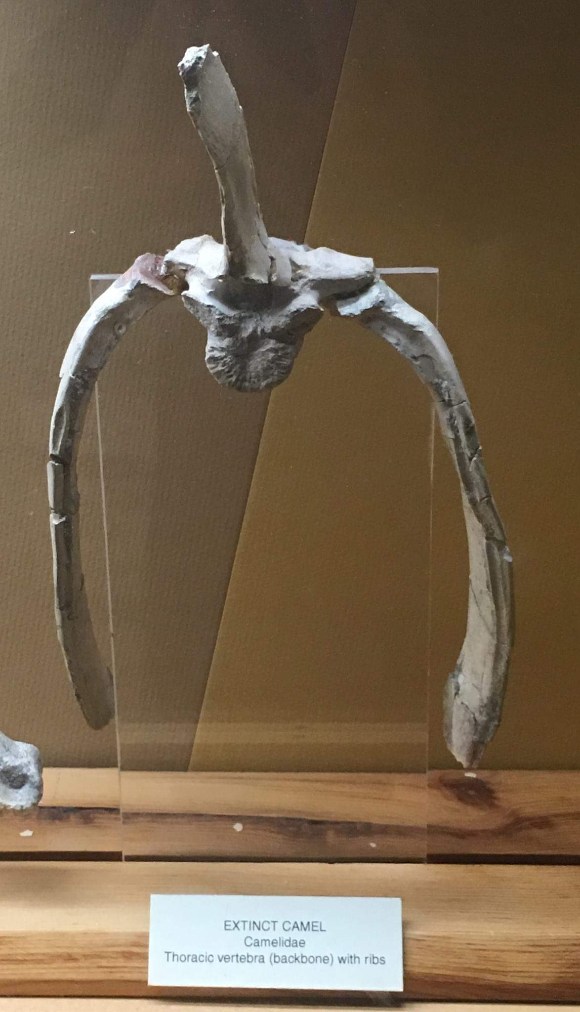 Extinct Camel (Family: Camelidae) Thoracic vertebra (backbone with ribs)