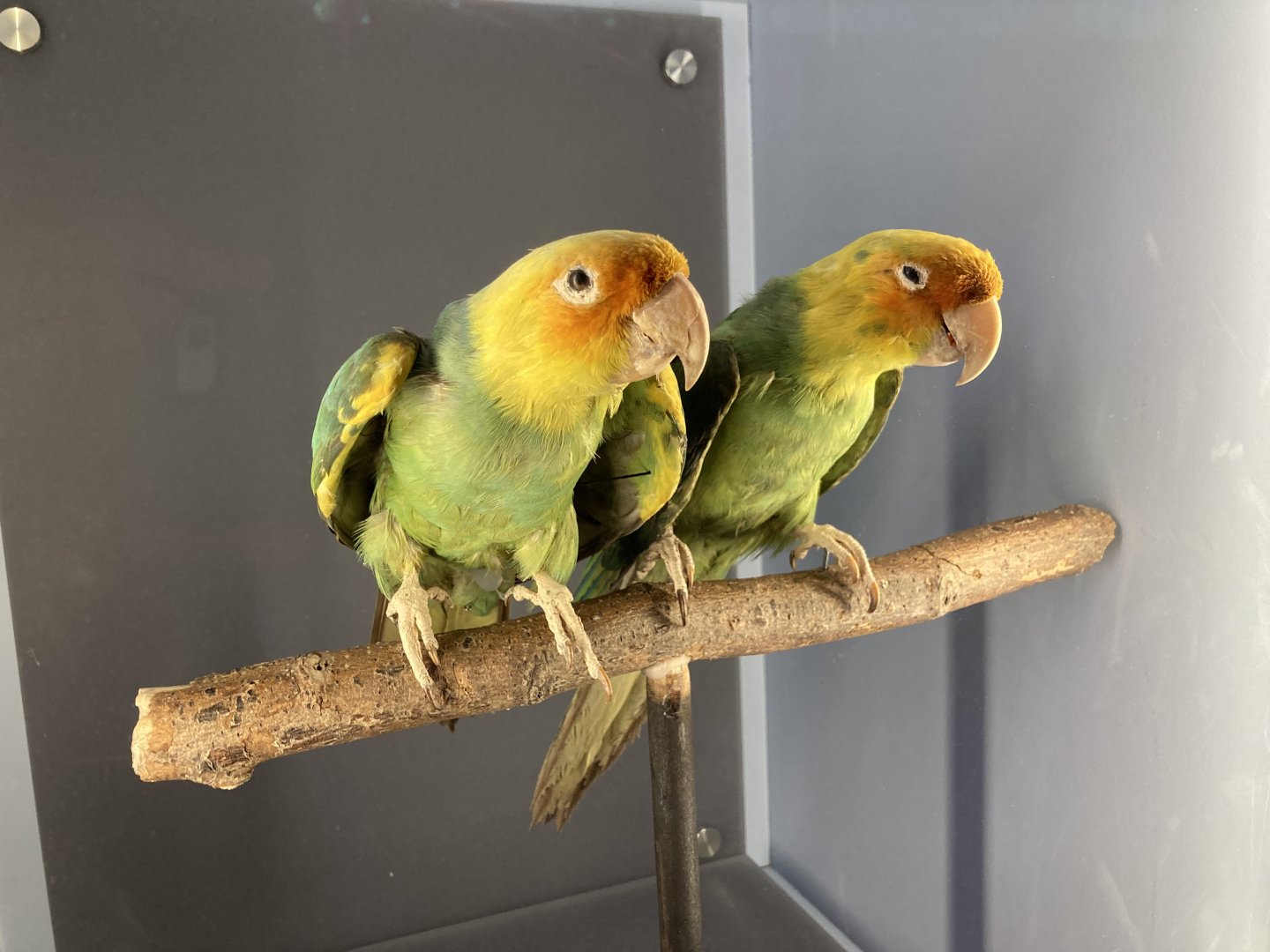 Extinct Carolina Parakeets Taxidermy