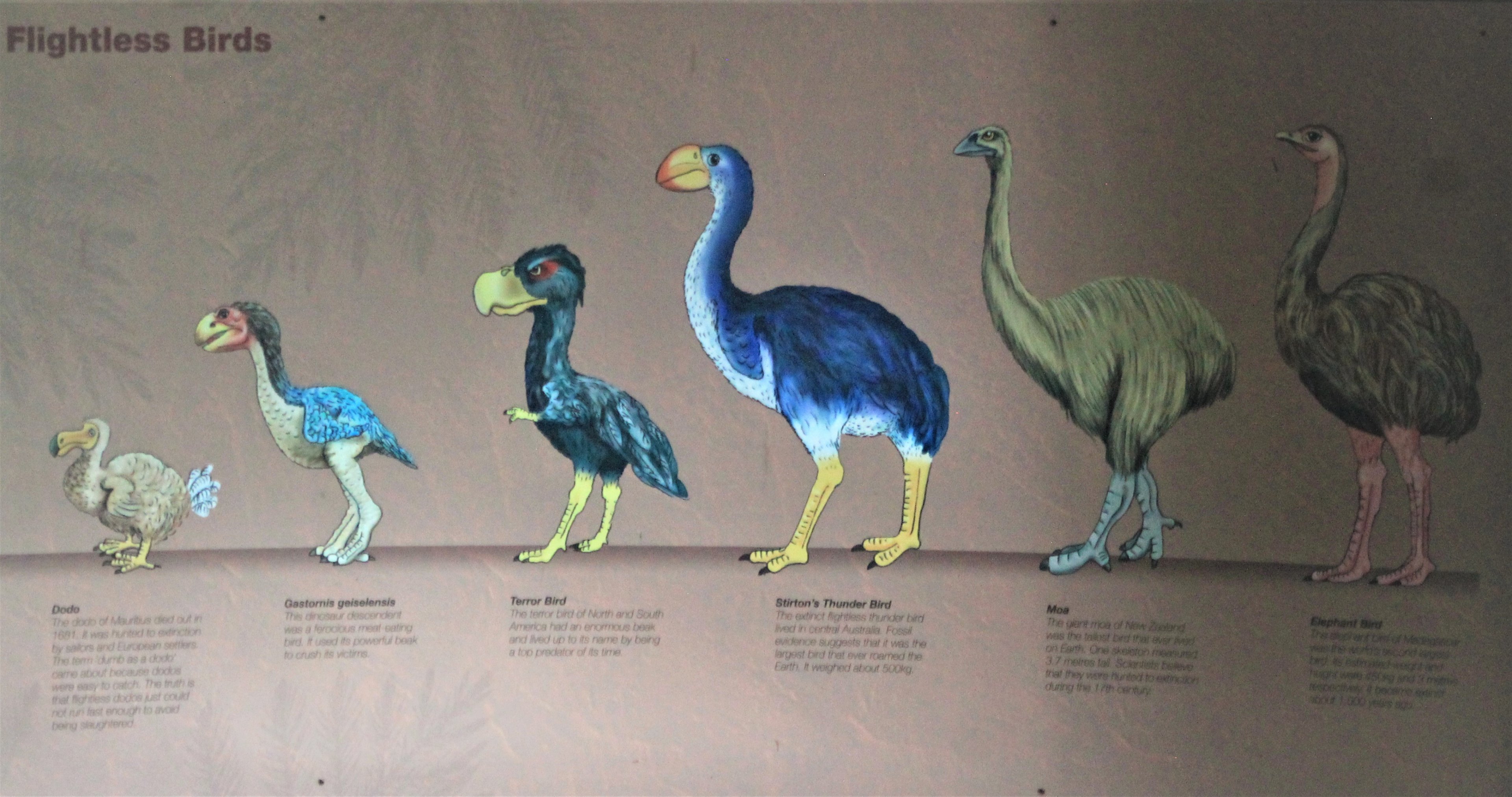 extinct flightless bird signage