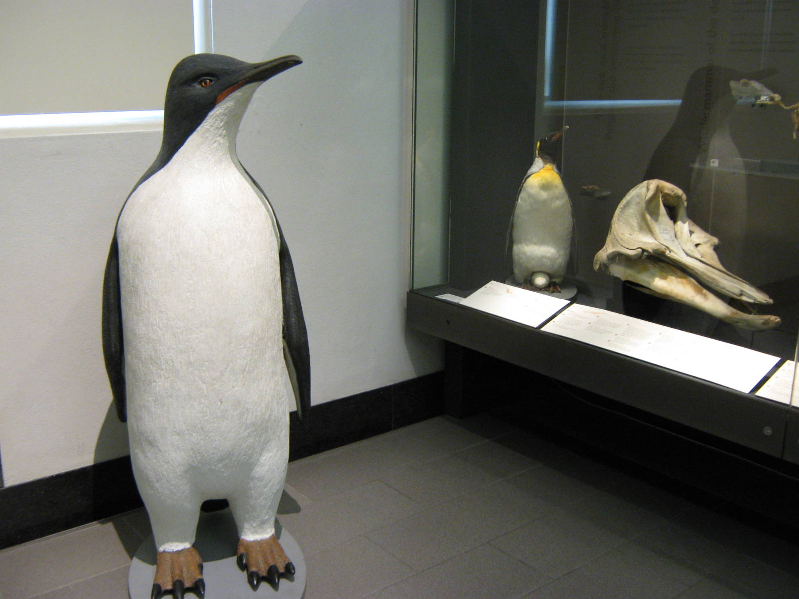 extinct giant penguin at Auckland Museum