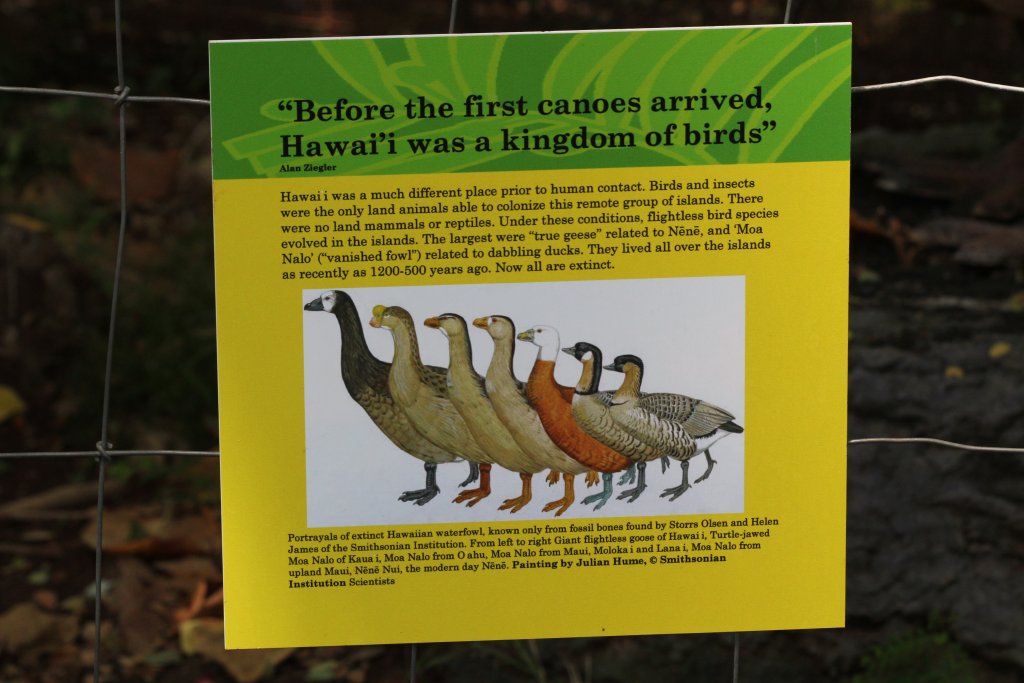 Extinct Hawaiian Geese graphic