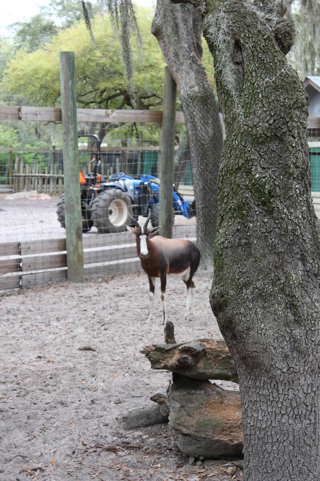 -extinct in wild- Lowry Park Zoo Tram in enclosure with waterbuck