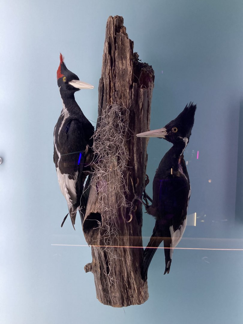 Extinct Ivory Billed Woodpeckers Taxidermy
