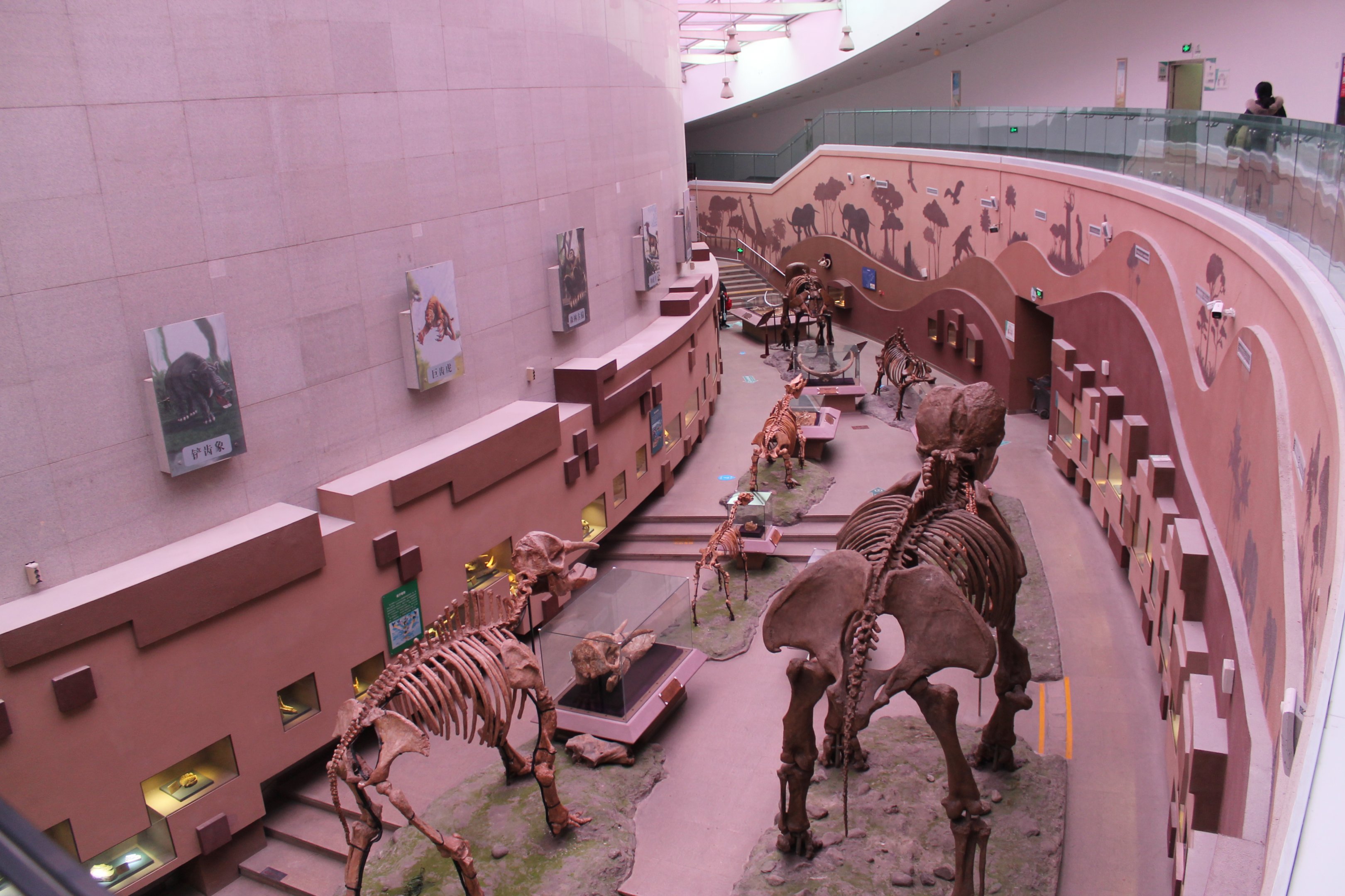 Extinct Mammals - Shaanxi Nature Museum