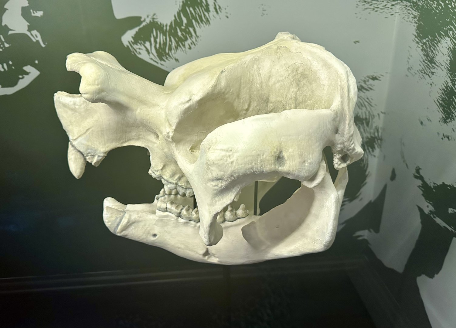 Extinct Marsupial (Zygomaturus trilobus)