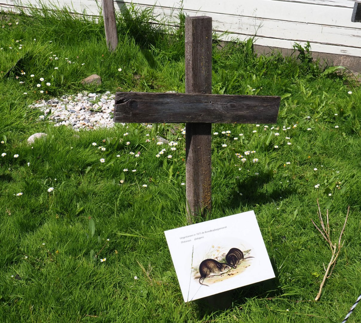 Extinct marsupials graveyard - Memorial broad-faced potoroo, 2019-06-01