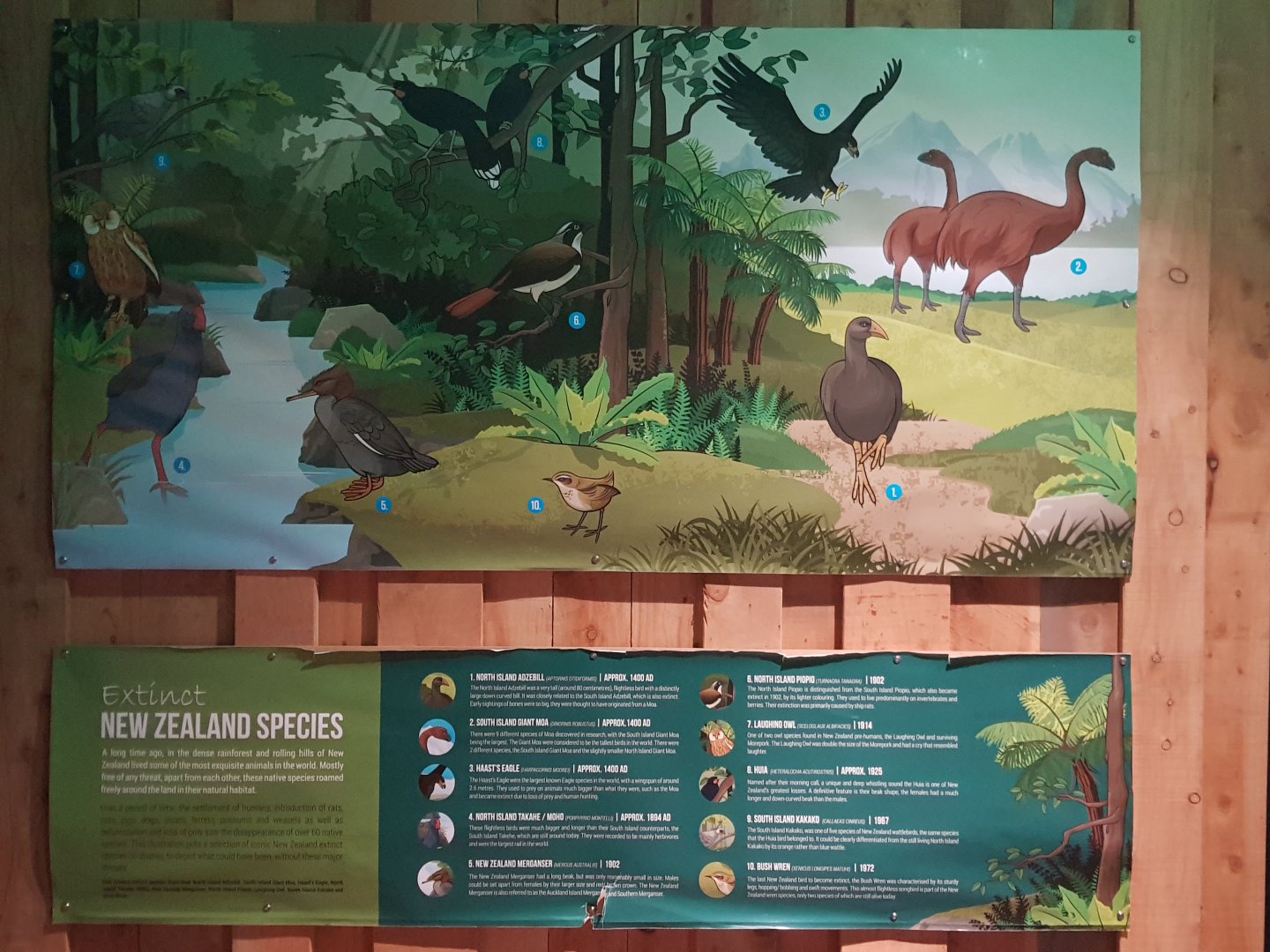 Extinct New Zealand bird species mural