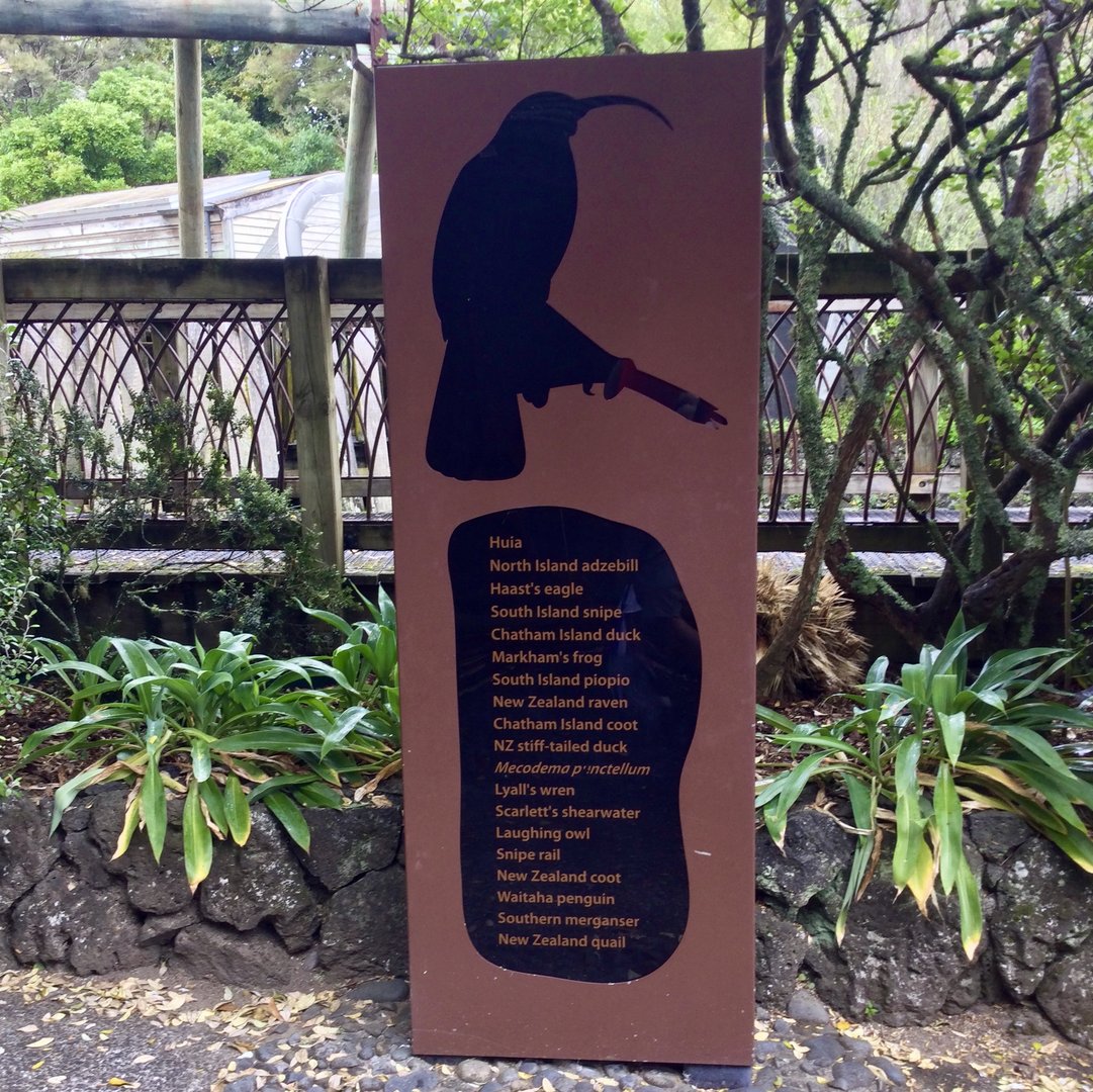 Extinct New Zealand Species - New Zealand Precinct