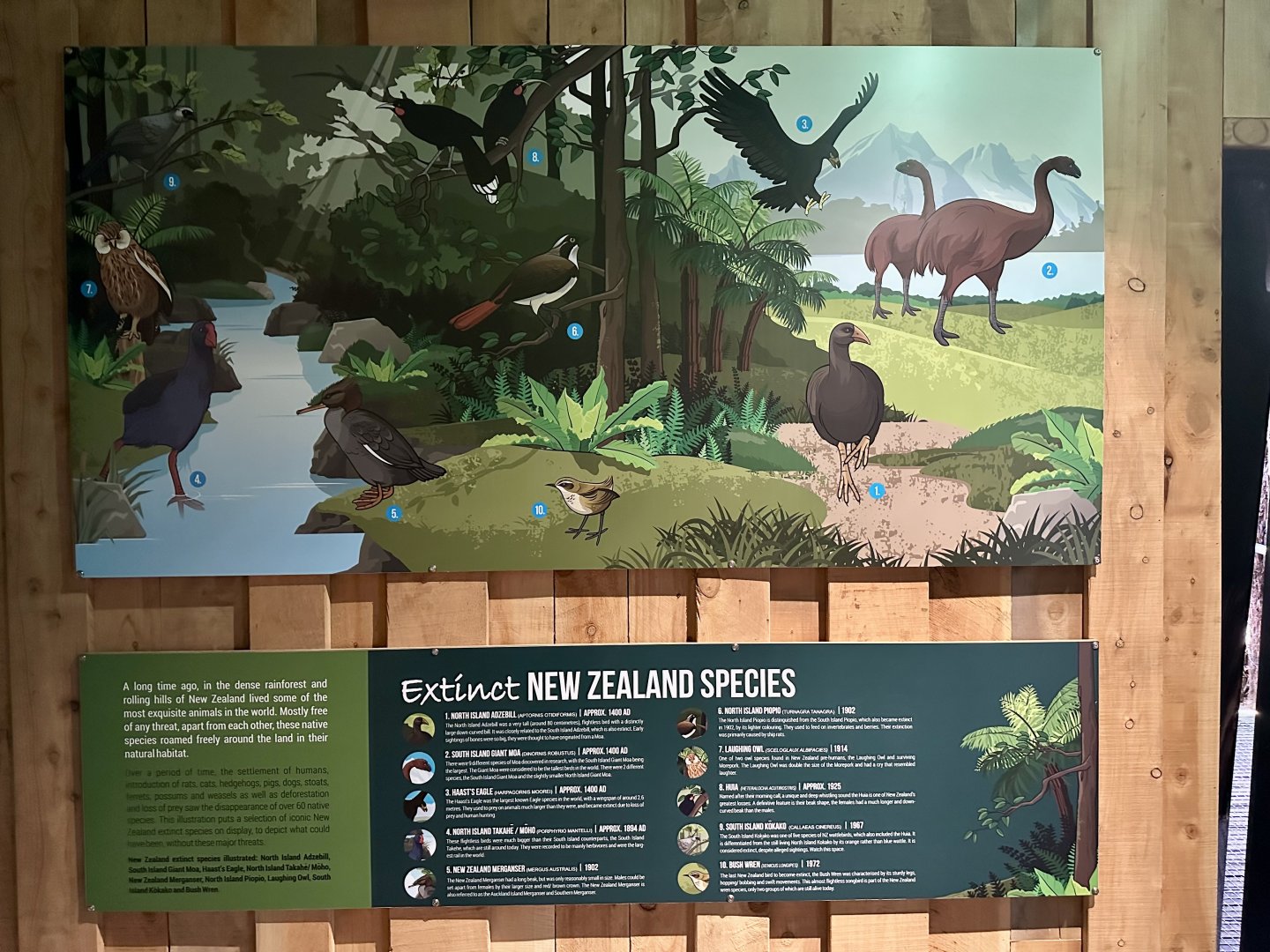 Extinct New Zealand Species Signage
