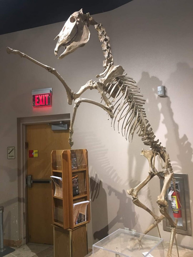 Extinct North American Horse (Equus idahoensis)