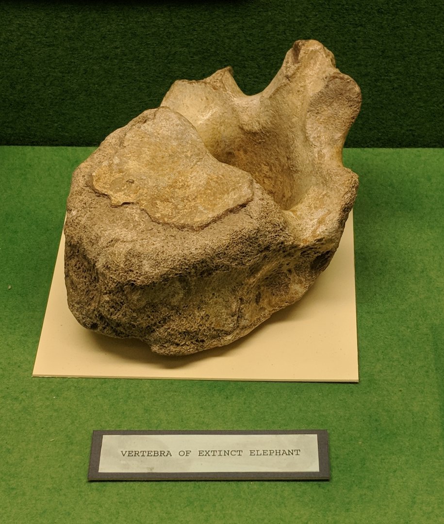 Extinct proboscidean vertebrae