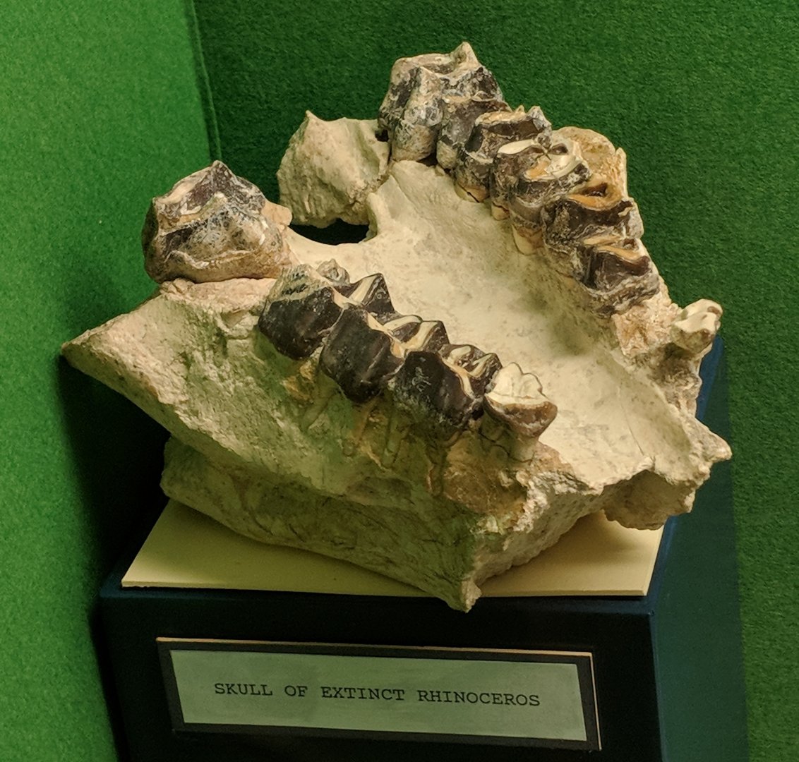 Extinct Rhinoceratid maxilla