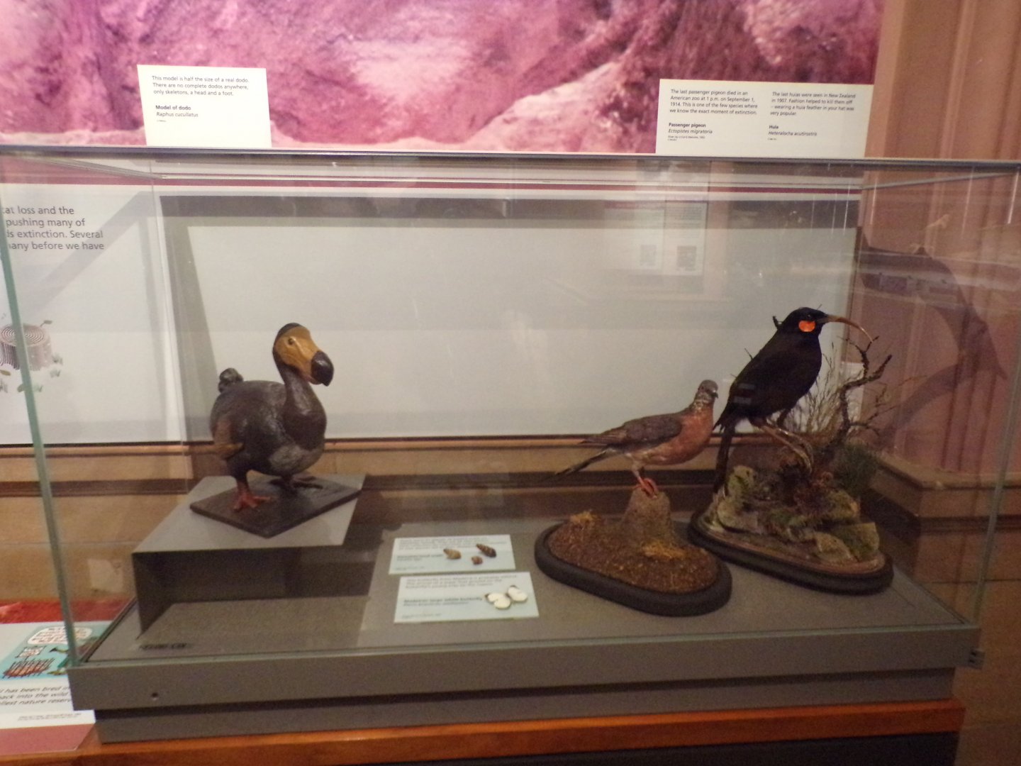 Extinct species- Huia, dodo and passenger pigeon (taken in Kelvingrove museum) 12.2.24