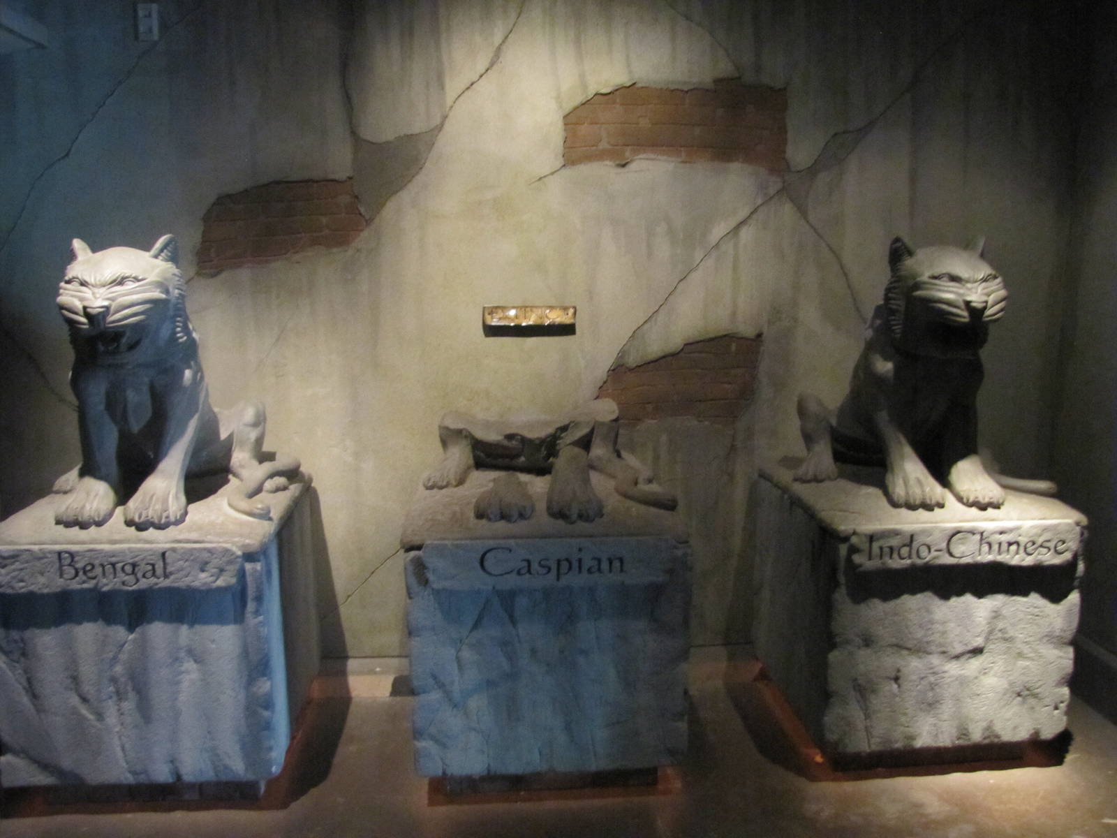 Extinct Tiger Crumbled