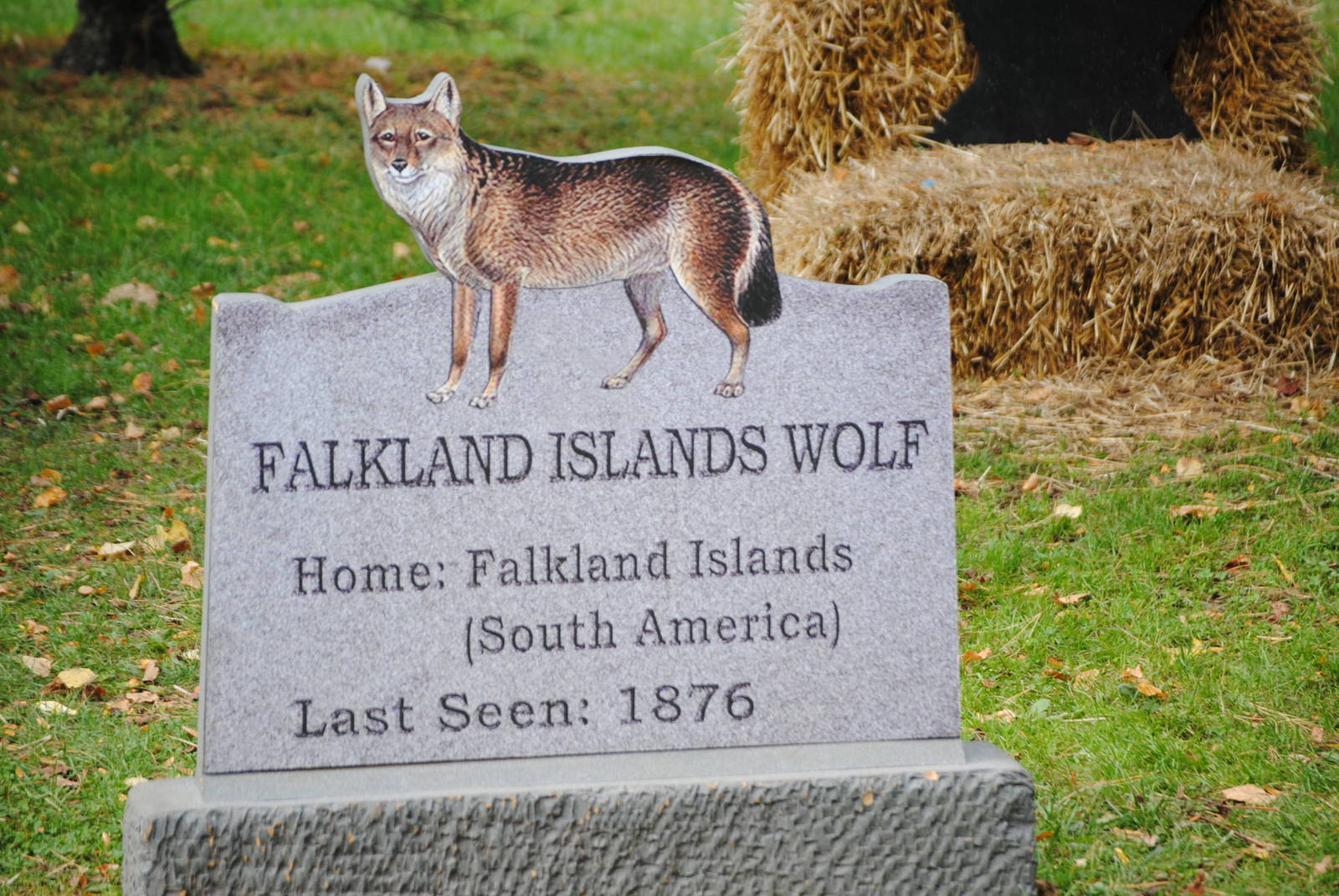 Extinction Cemetery: Falkland Islands Wolf