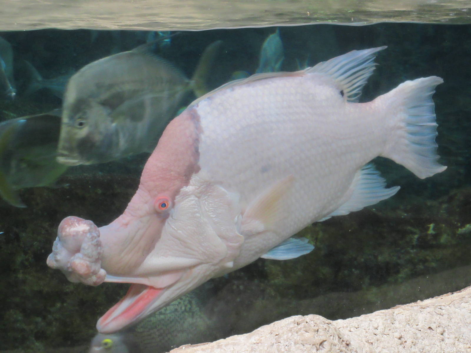 Extraordinary Looking Fish!