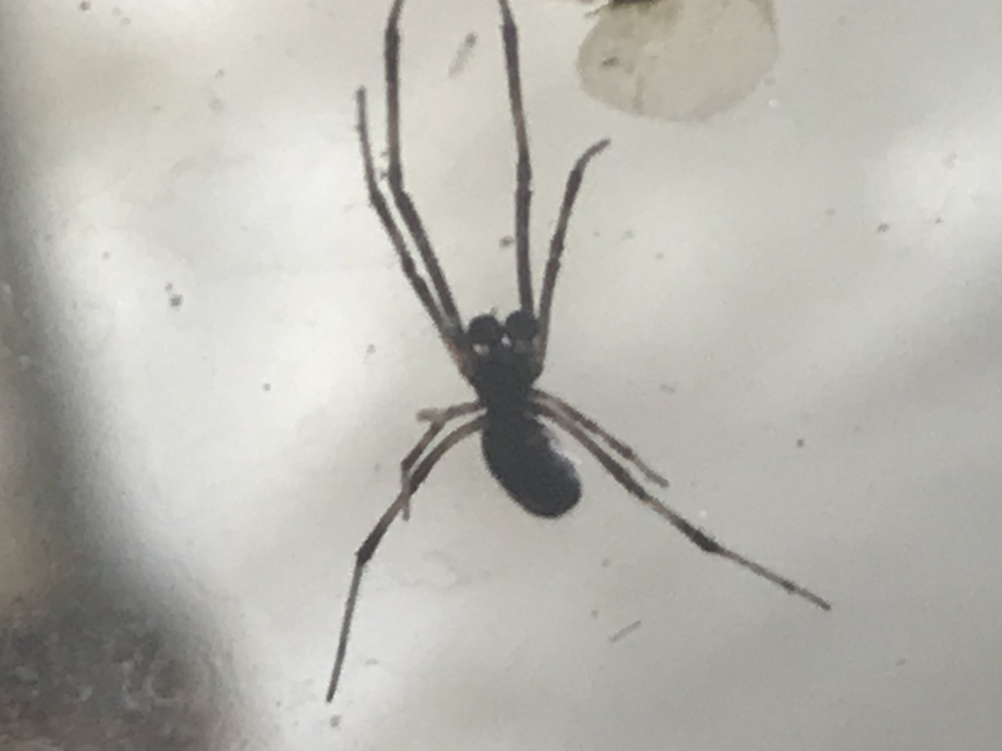 Extreme Close up of a Male Red Back Spider