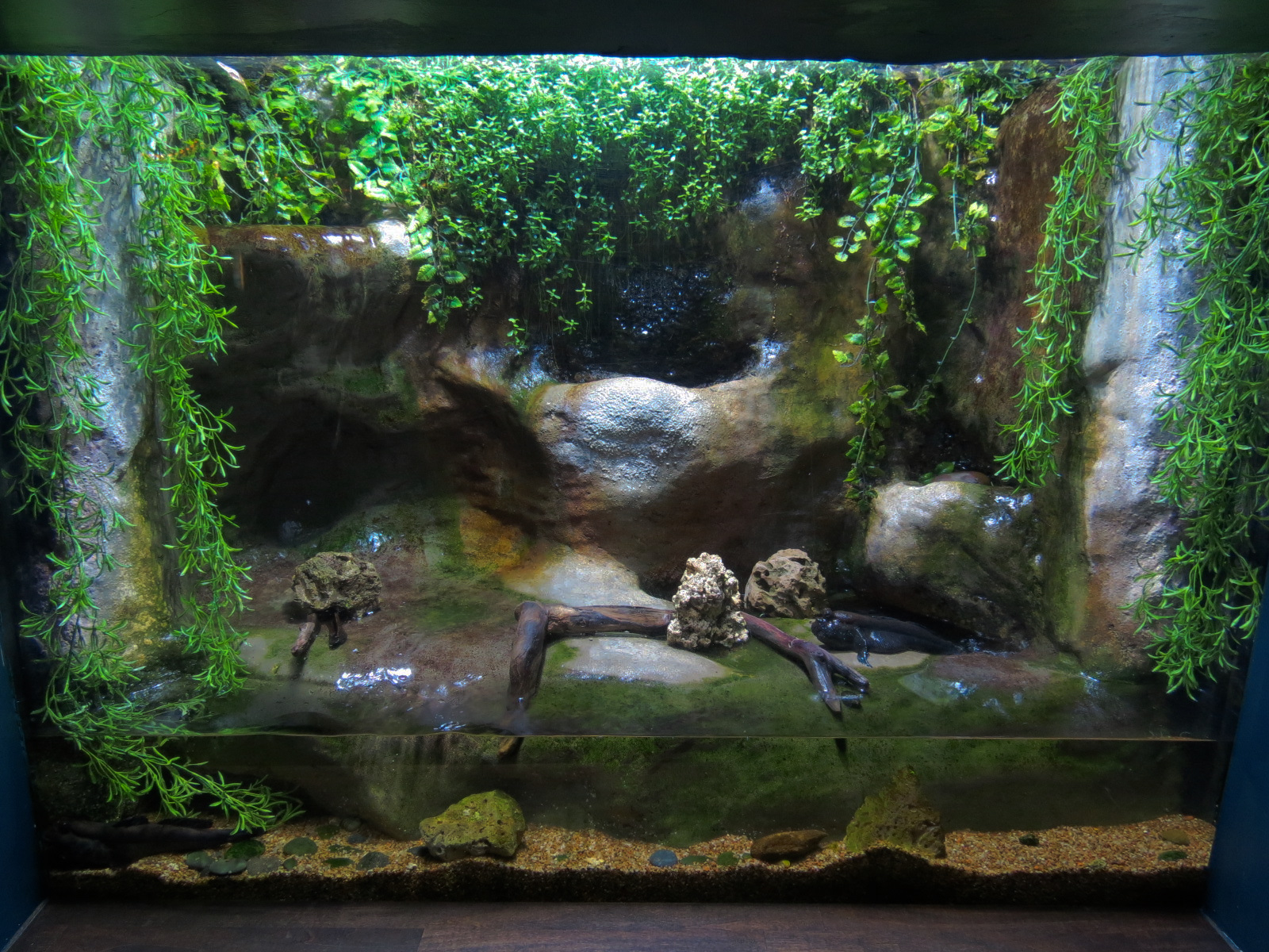 Extreme Fishes - African Mudskipper Exhibit