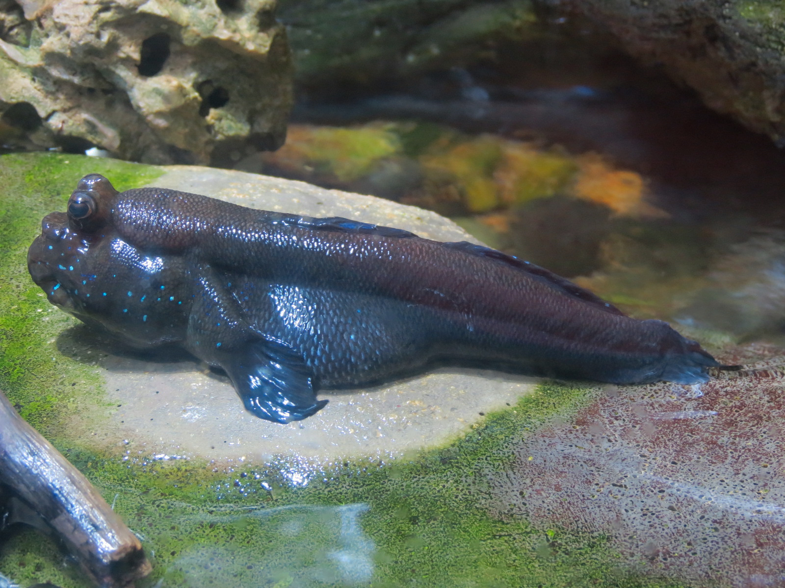 Extreme Fishes - African Mudskipper Exhibit