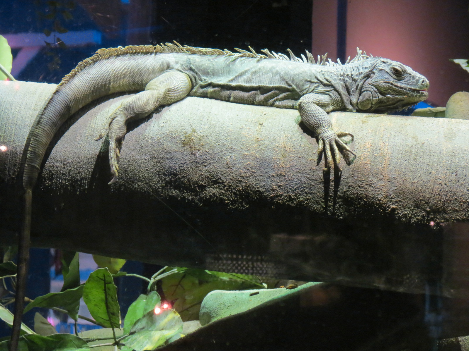 Extreme Fishes - Extreme Amazon Exhibit - Common Iguana