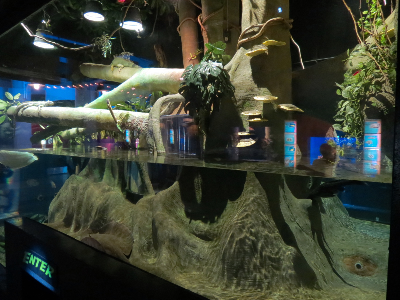 Extreme Fishes - Extreme Amazon Exhibit