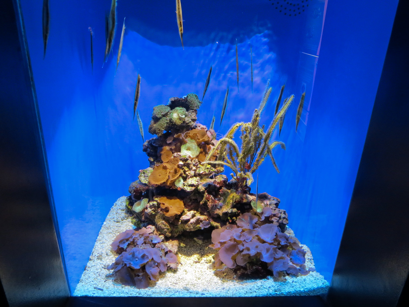 Extreme Fishes - Shrimpfish Exhibit