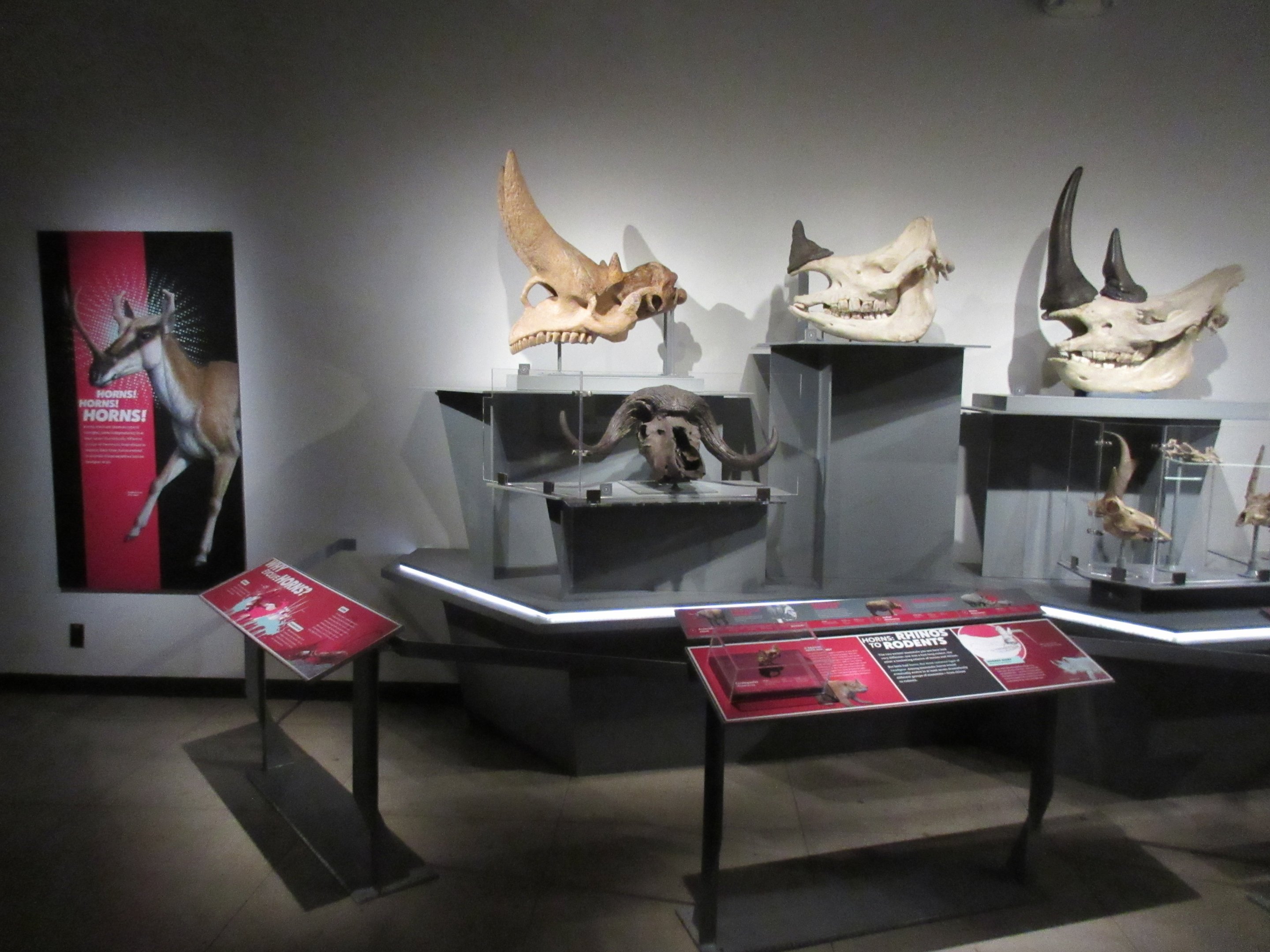 Extreme Mammals - Horns!