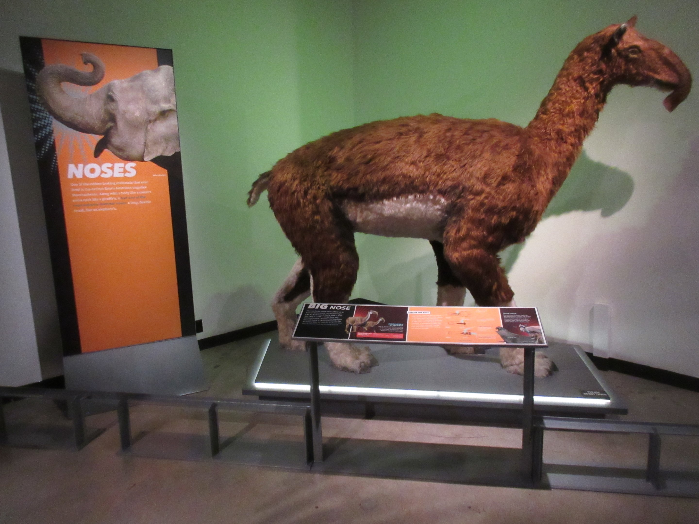 Extreme Mammals - Macrauchenia patagonica