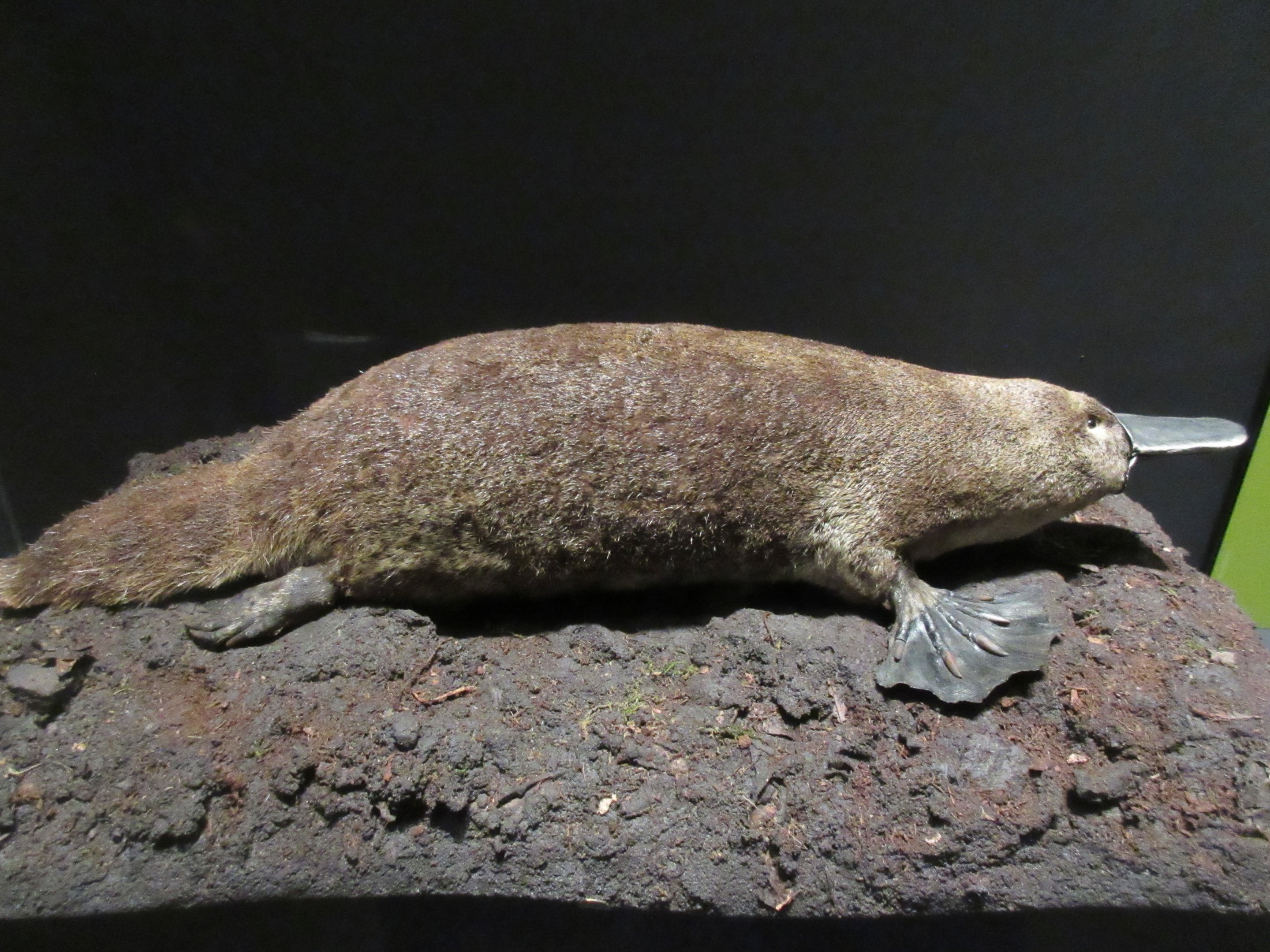 Extreme Mammals - Platypus