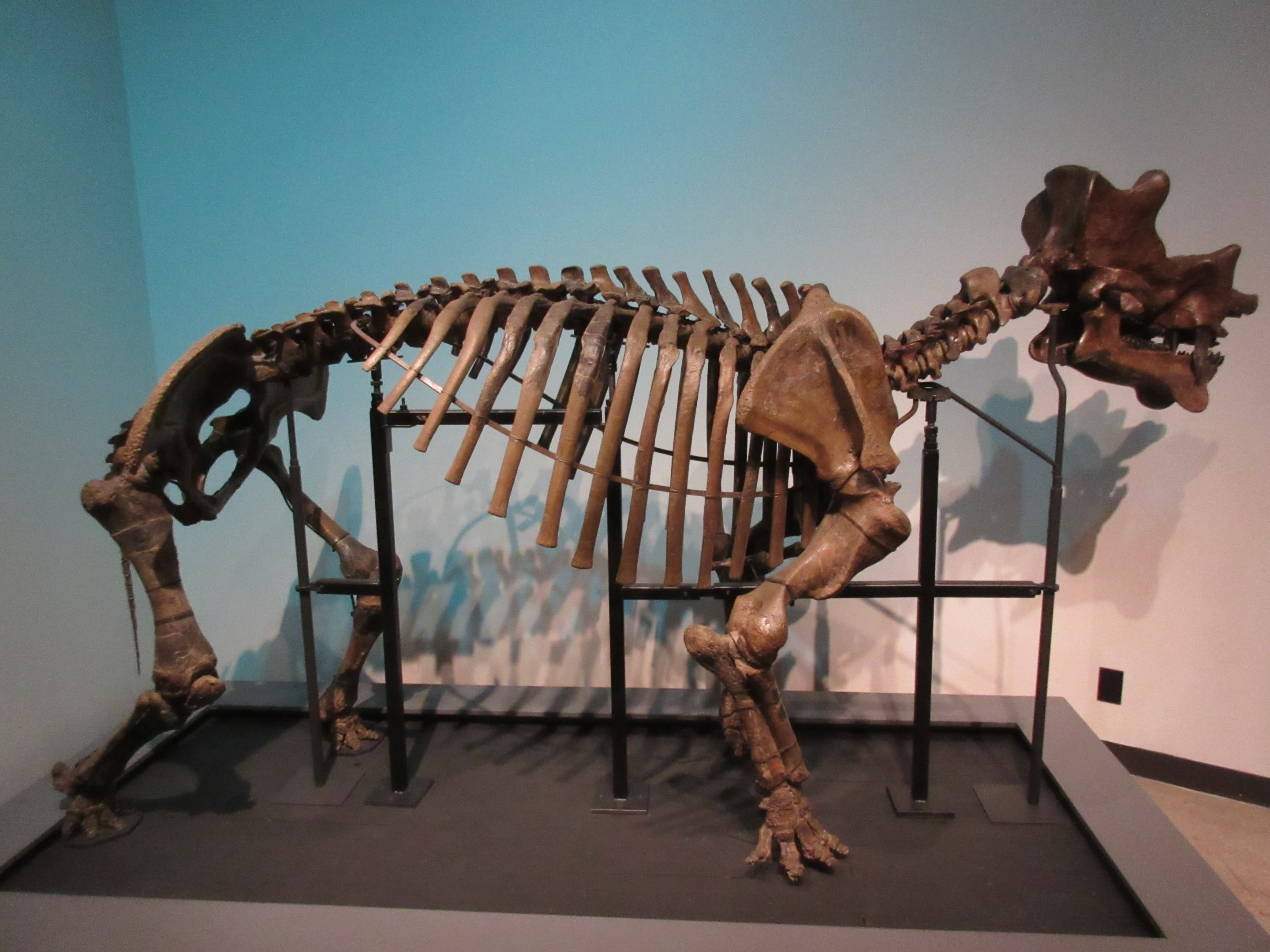 Extreme Mammals - Uintatherium robustum