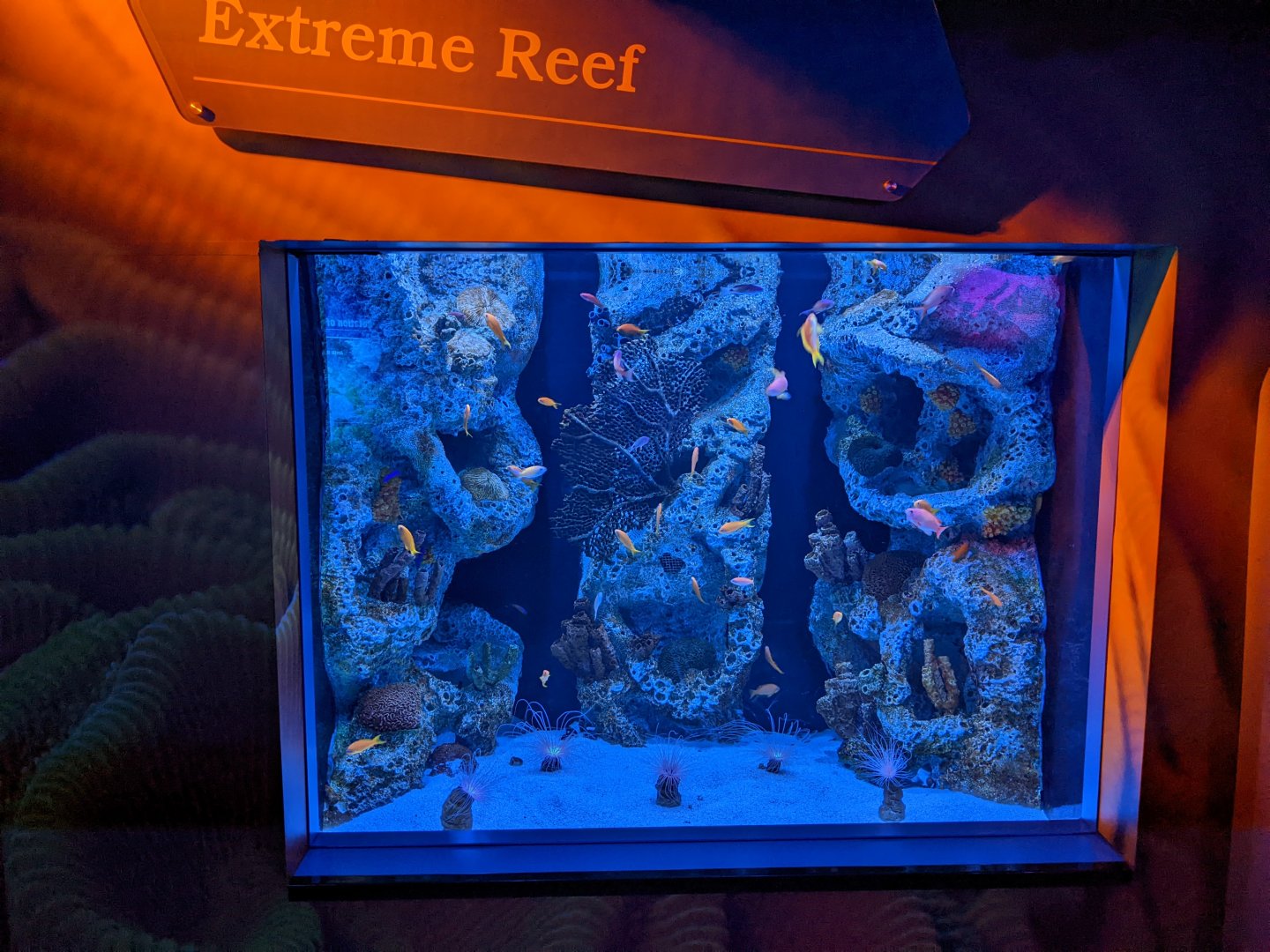 Extreme Reef