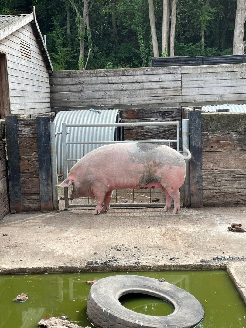 Extremely large Gloucester Old Spot sow