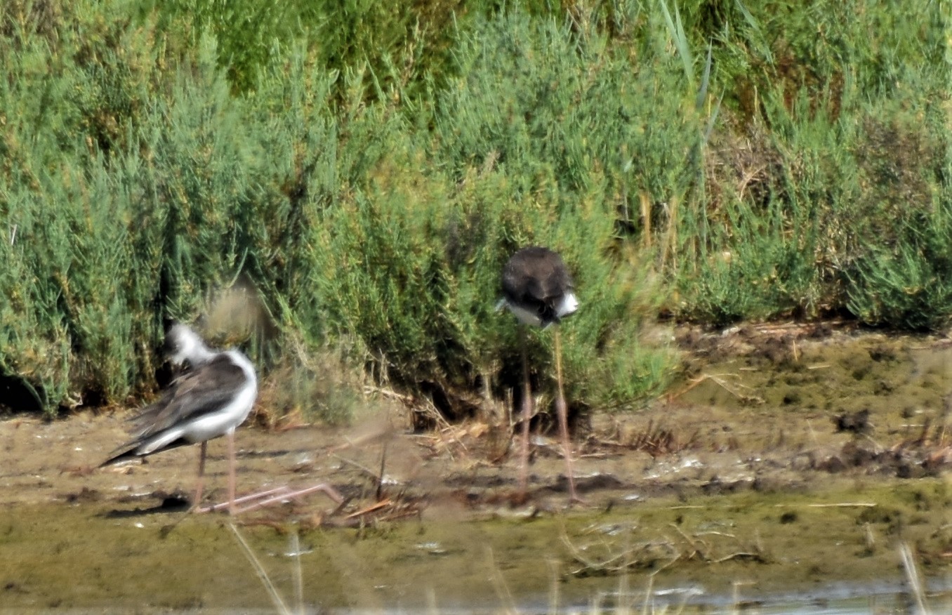 Extremely long-legged black-winged stilt