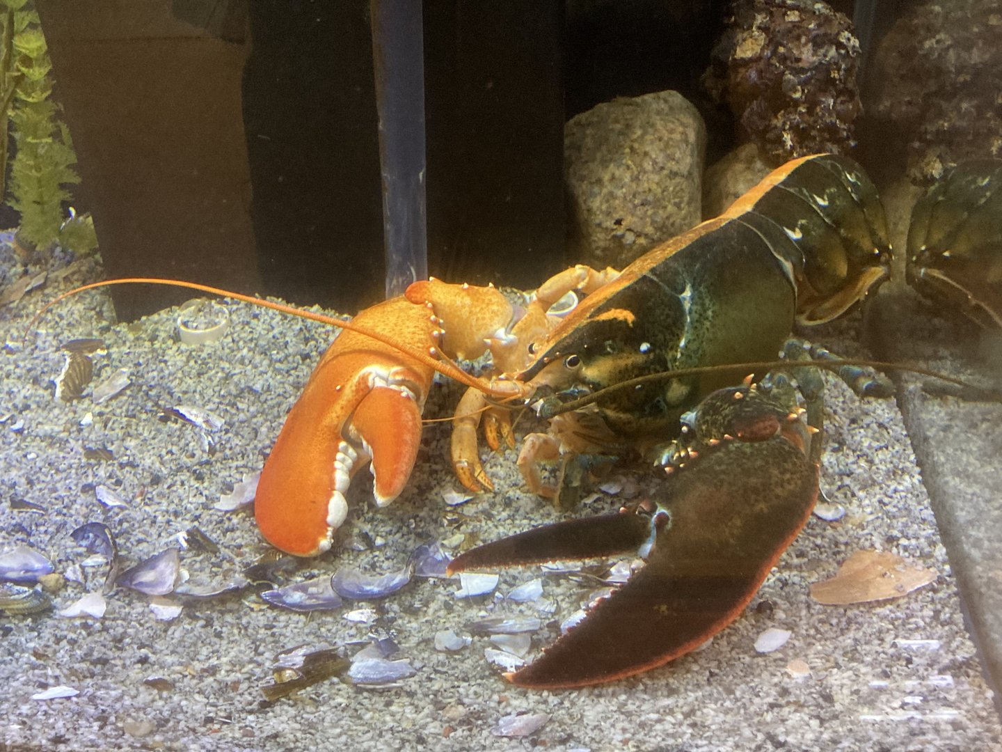 Extremely Rare Bicolored Lobster (Cape Cod Museum of Natural History)